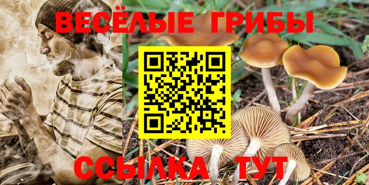 Галлюциногенные грибы прущие грибы  Вход с VPN  Кудрово 
